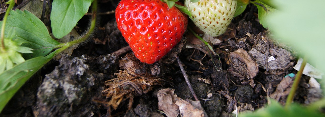Jordbær, Fragaria, Foto: Ukendt kilde