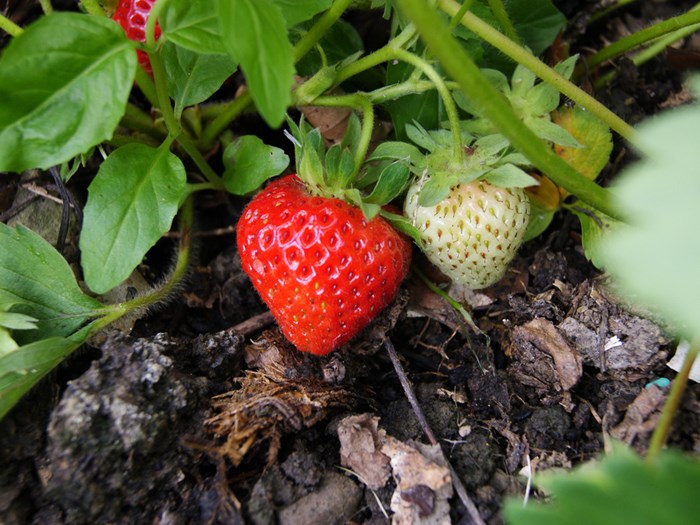 Jordbær, Fragaria, Foto: Ukendt kilde