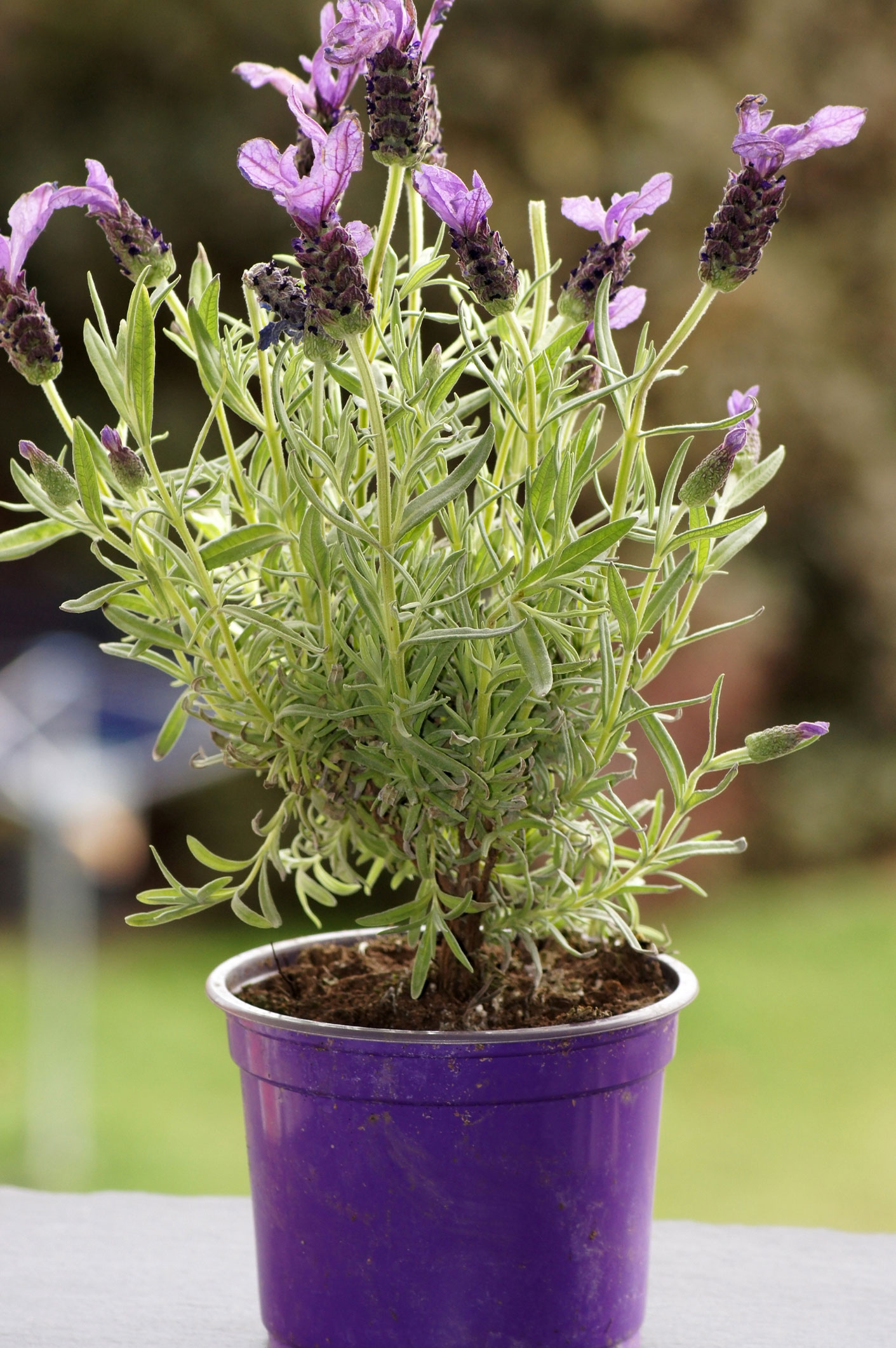 Sommerfuglelavendel, Lavandula stoechas. Foto: Istock/Denise Hasse