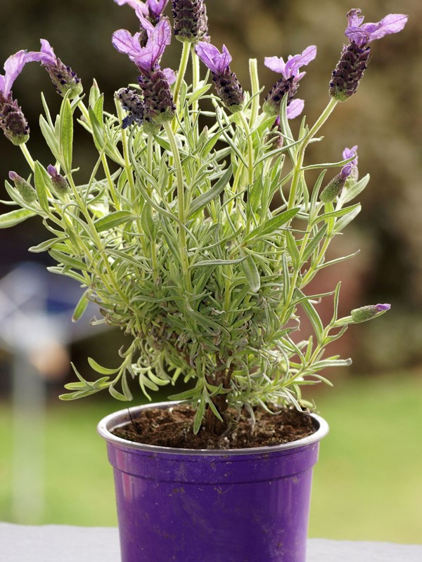 Sommerfuglelavendel, Lavandula stoechas. Foto: Istock/Denise Hasse