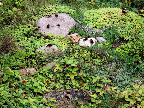 En sydvendt skråning med store sten og spredt plantevækst er et perfekt sted for sommerfugle. Her ses sommerfuglene admiral, Vanessa atalanta, og det hvide C, Polygonia c-album. Foto: Michael Stoltze