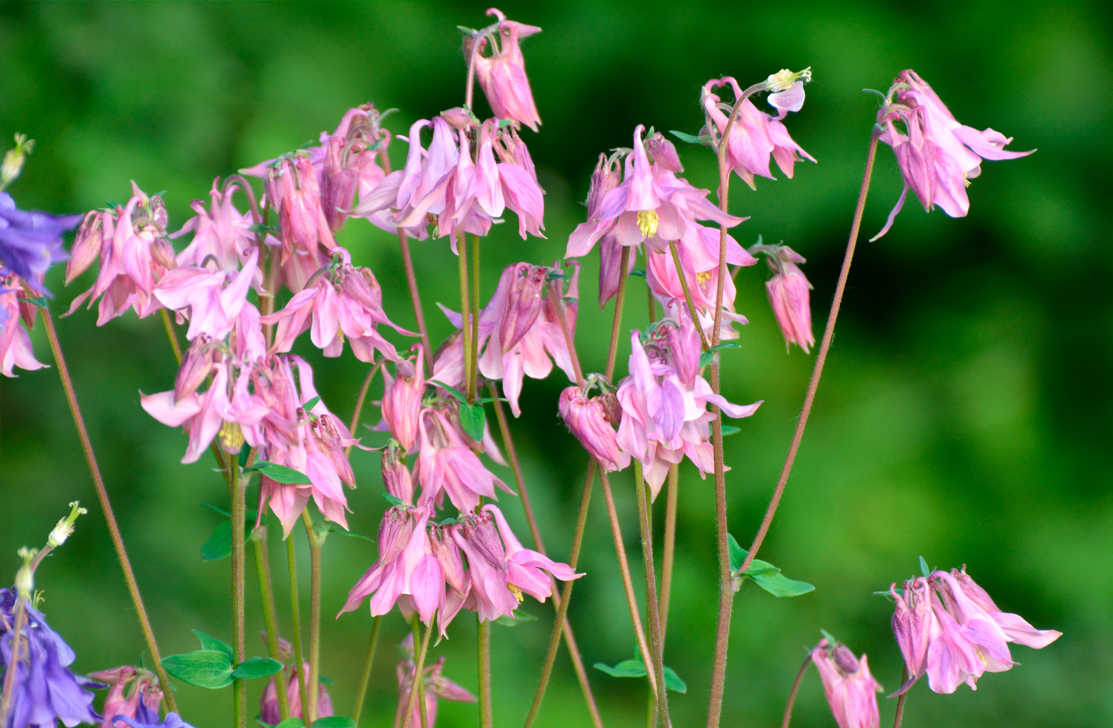 Almindelig akeleje, Aquilegia vulgaris. Foto: Istock/Orest Lyzhechka