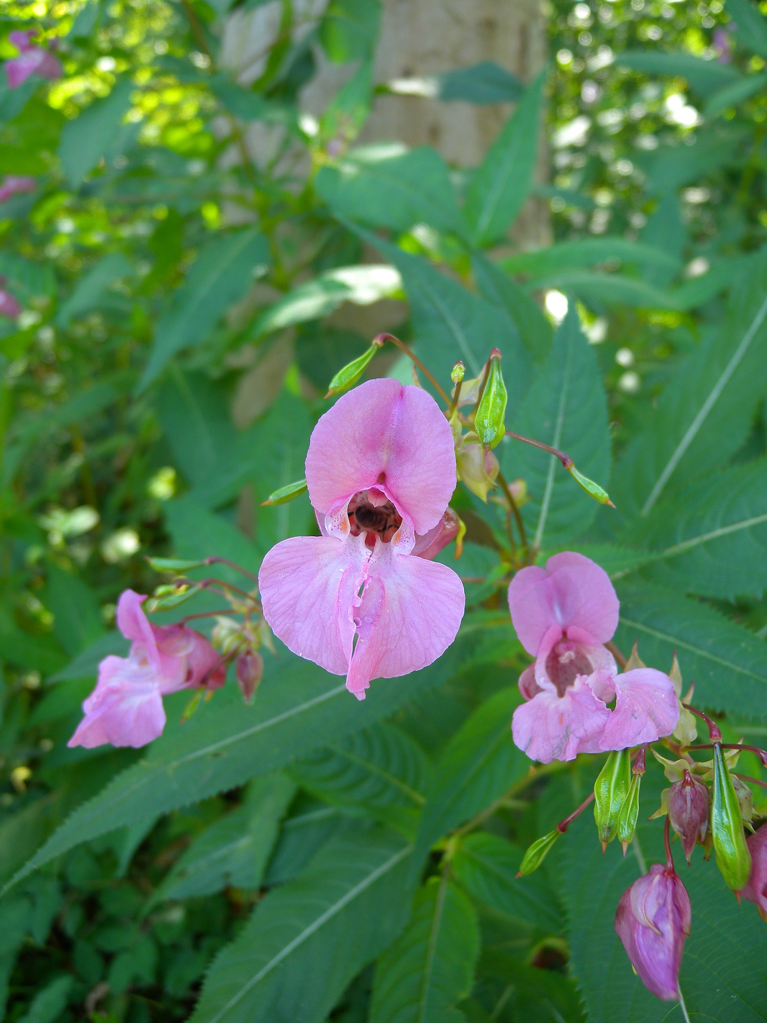 Kæmpebalsamin. Foto: Wikimedia/Murielbendel