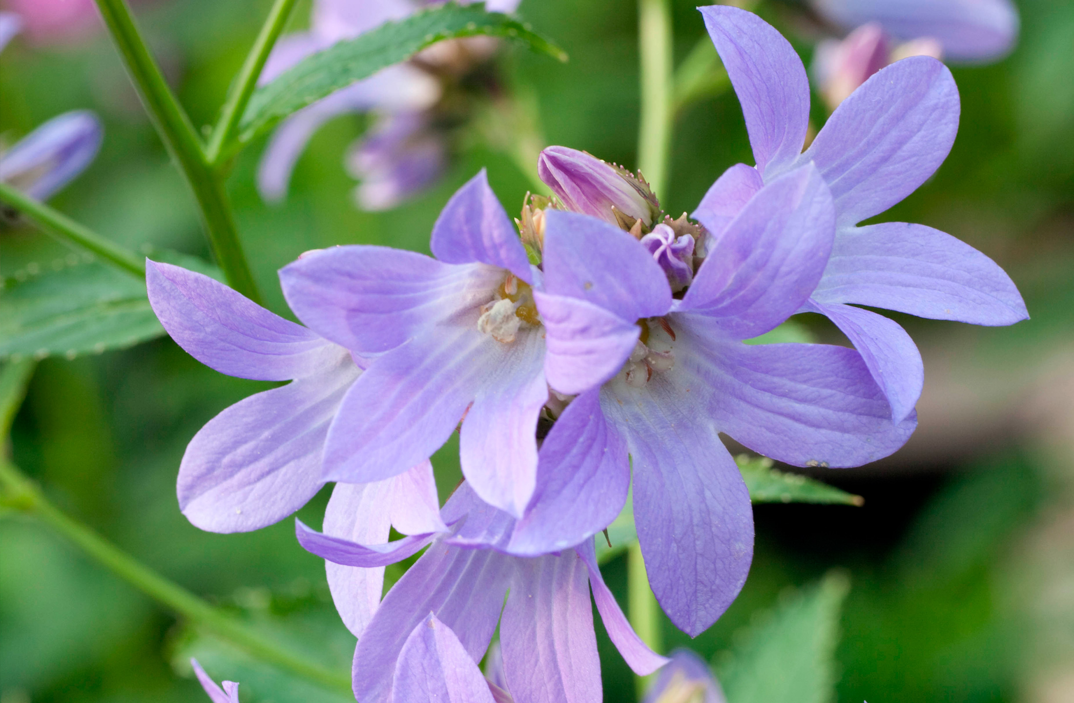 Mælkeklokke, Campanula lactiflora 'Prichard's Variety’. Foto: Gap Photo/Elke Borkowski