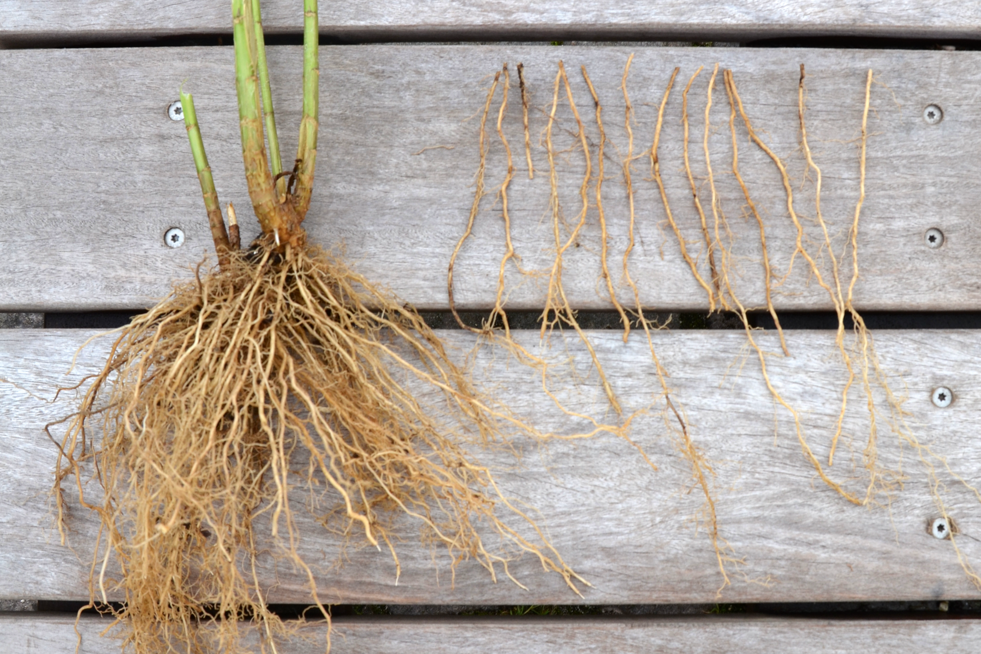 Rodstiklinger af høstfloks. Foto: Haveselskabet