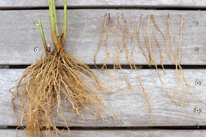 Rodstiklinger af høstfloks. Foto: Haveselskabet