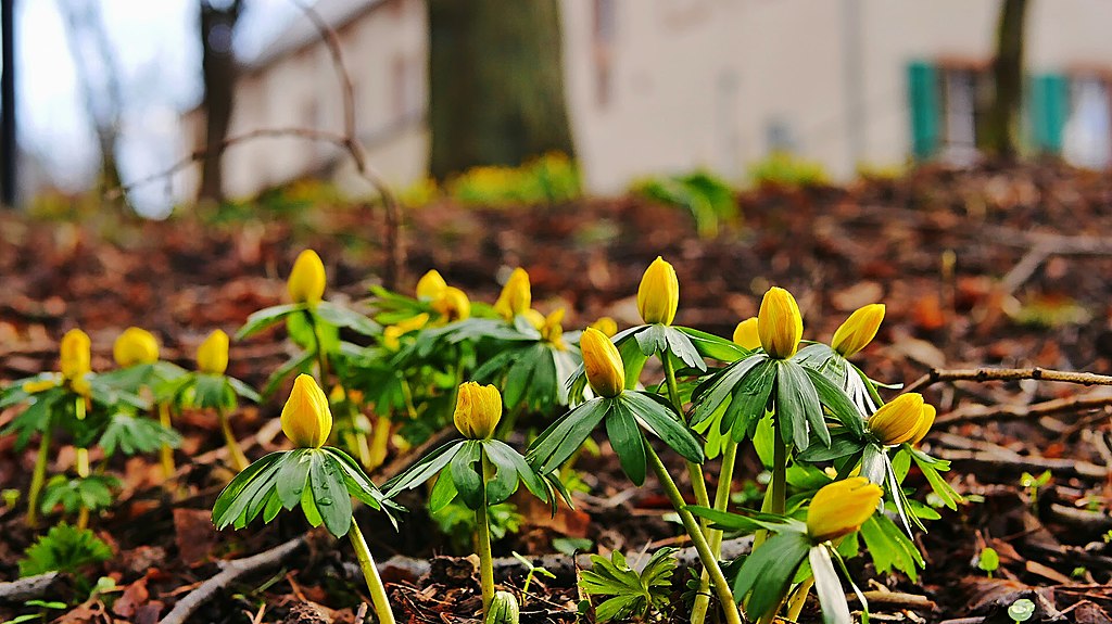 Erantis, Erantis hyemalis. Foto: Wikimedia