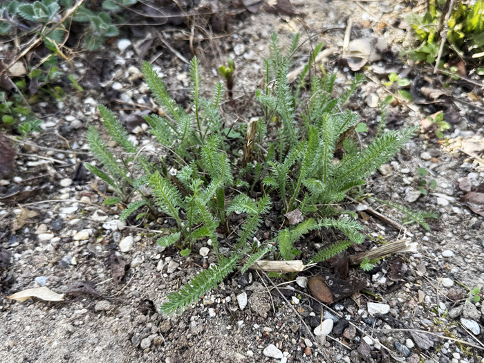 Spirer af almindelig røllike. Foto: Haveselskabet