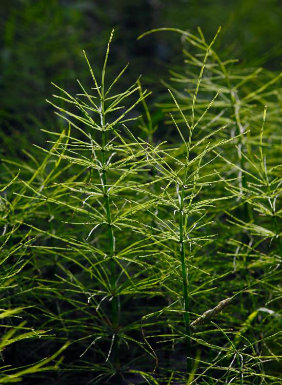 Agerpadderok, Equisetum arvense. Foto: Gapphotos/Martin Staffler