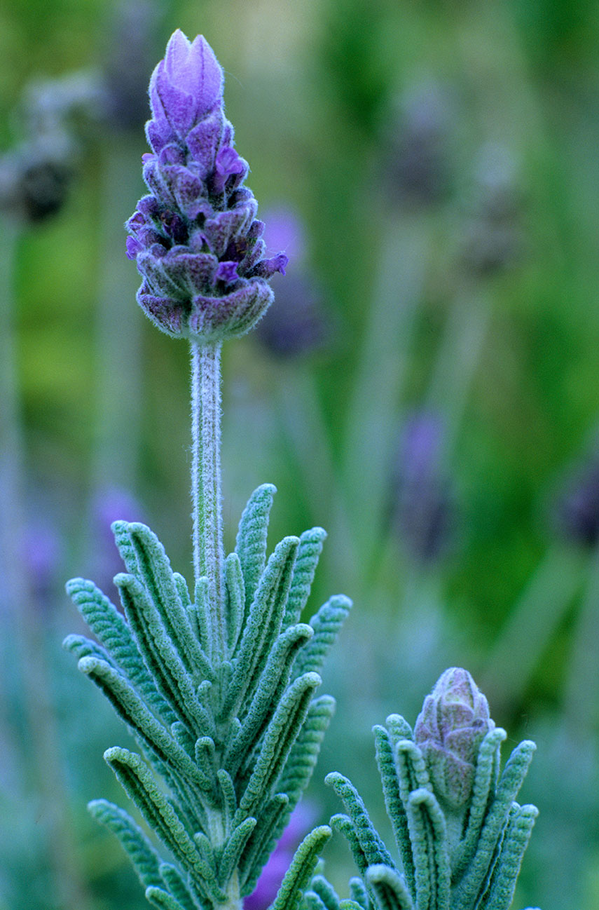 Tandet lavendel, Lavandula dentata. Foto: Holmes Garden Photos / Alamy Stock Photo