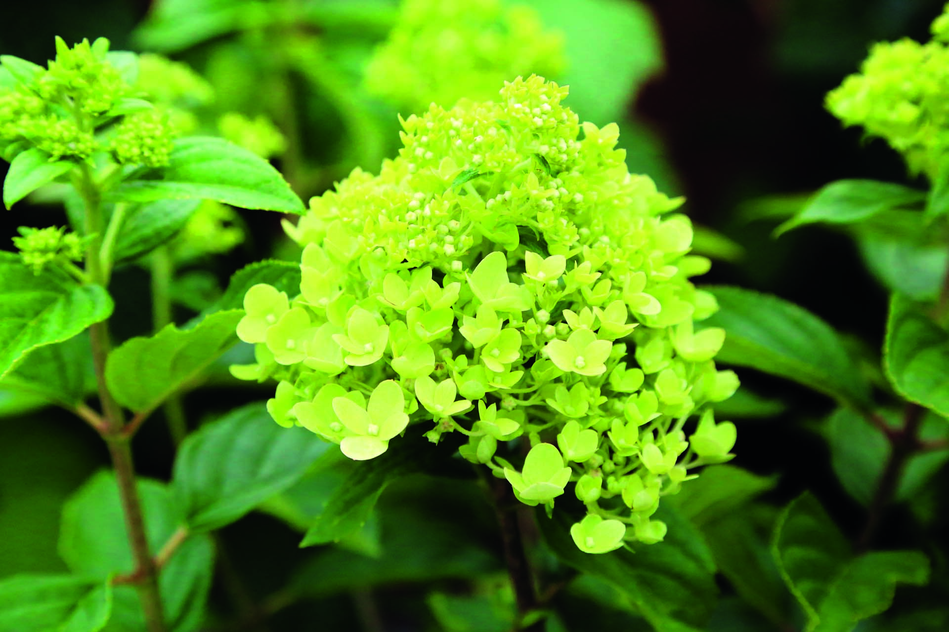 Havehortensia, Hydrangea paniculata 'Little Lime', er en lav sort der egner sig godt til krukke. Foto: Jeanette Thysen