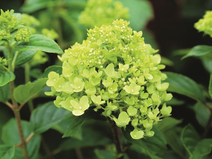 Havehortensia, Hydrangea paniculata 'Little Lime', er en lav sort der egner sig godt til krukke. Foto: Jeanette Thysen