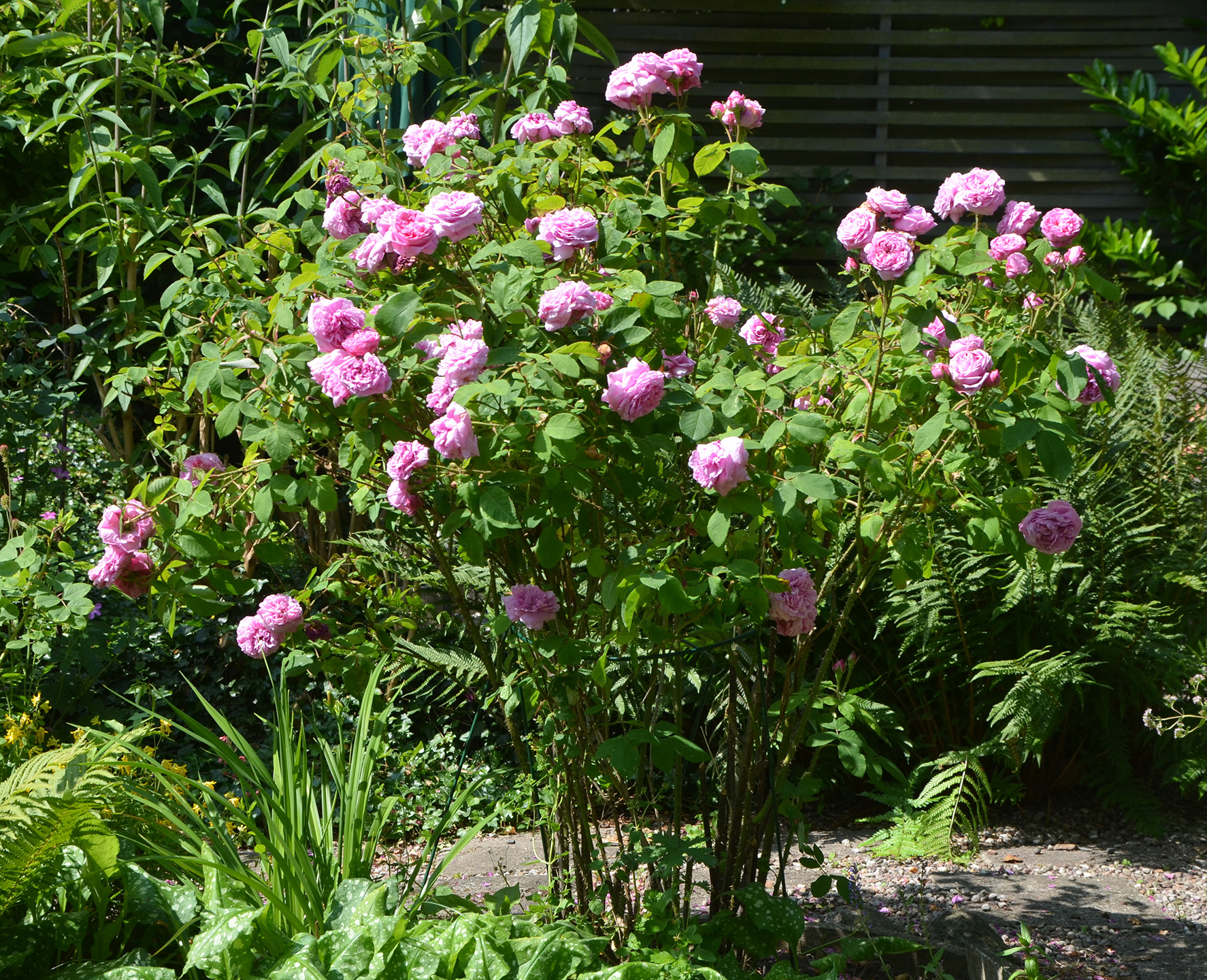  Historisk buskrose, 'Comte de Chambord'. Foto: Haveselskabet