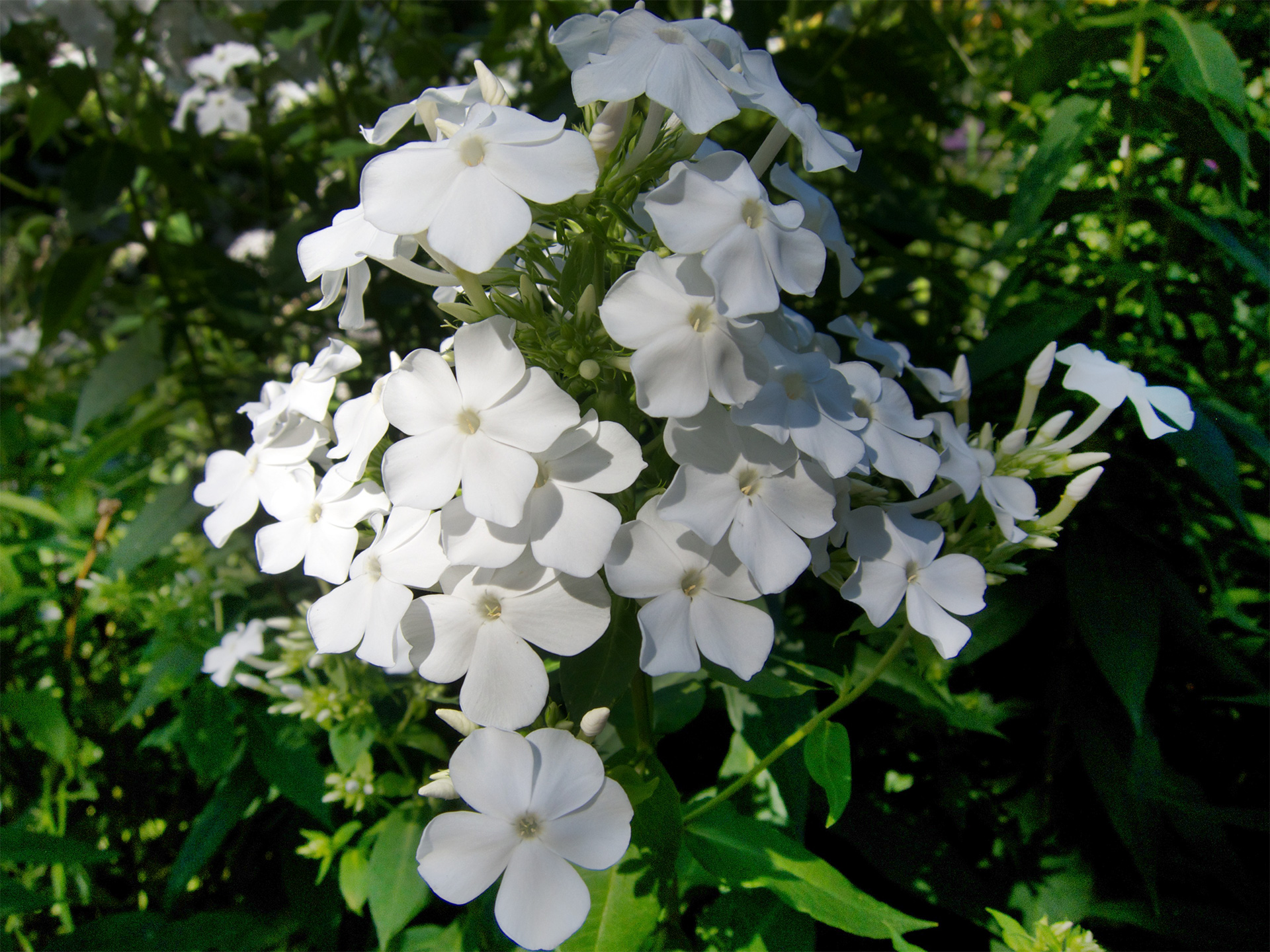 Floks, Phlox paniculata 'David'. Foto: Flickr