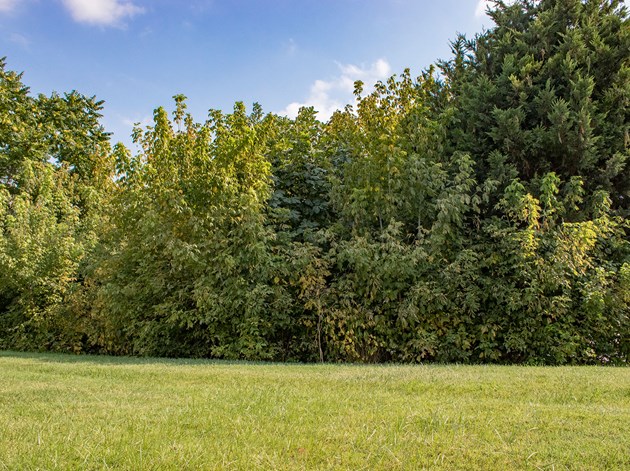 Bredt bælte af træer og buske, skaber læ i haven. Foto: Istock/Mertkantekin