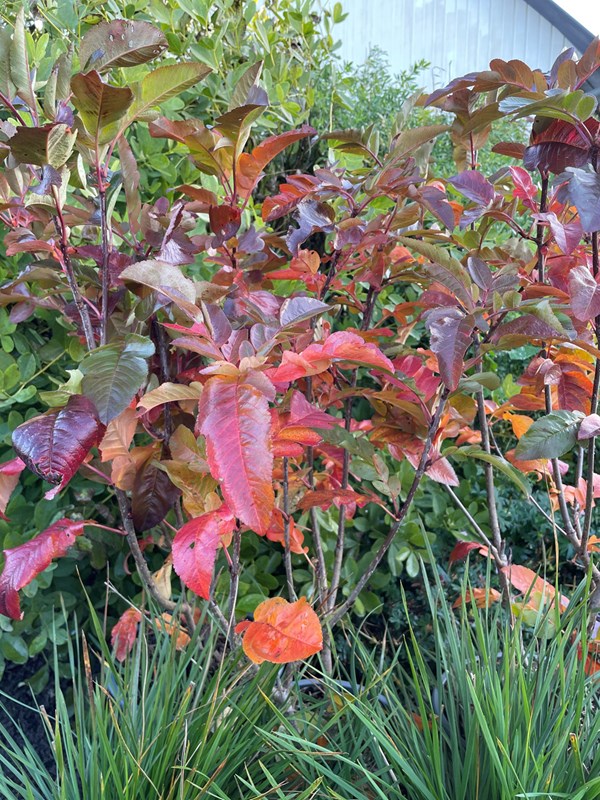 Aroniarøn, x Sorbaronia 'Burka'. Foto: GC Plant