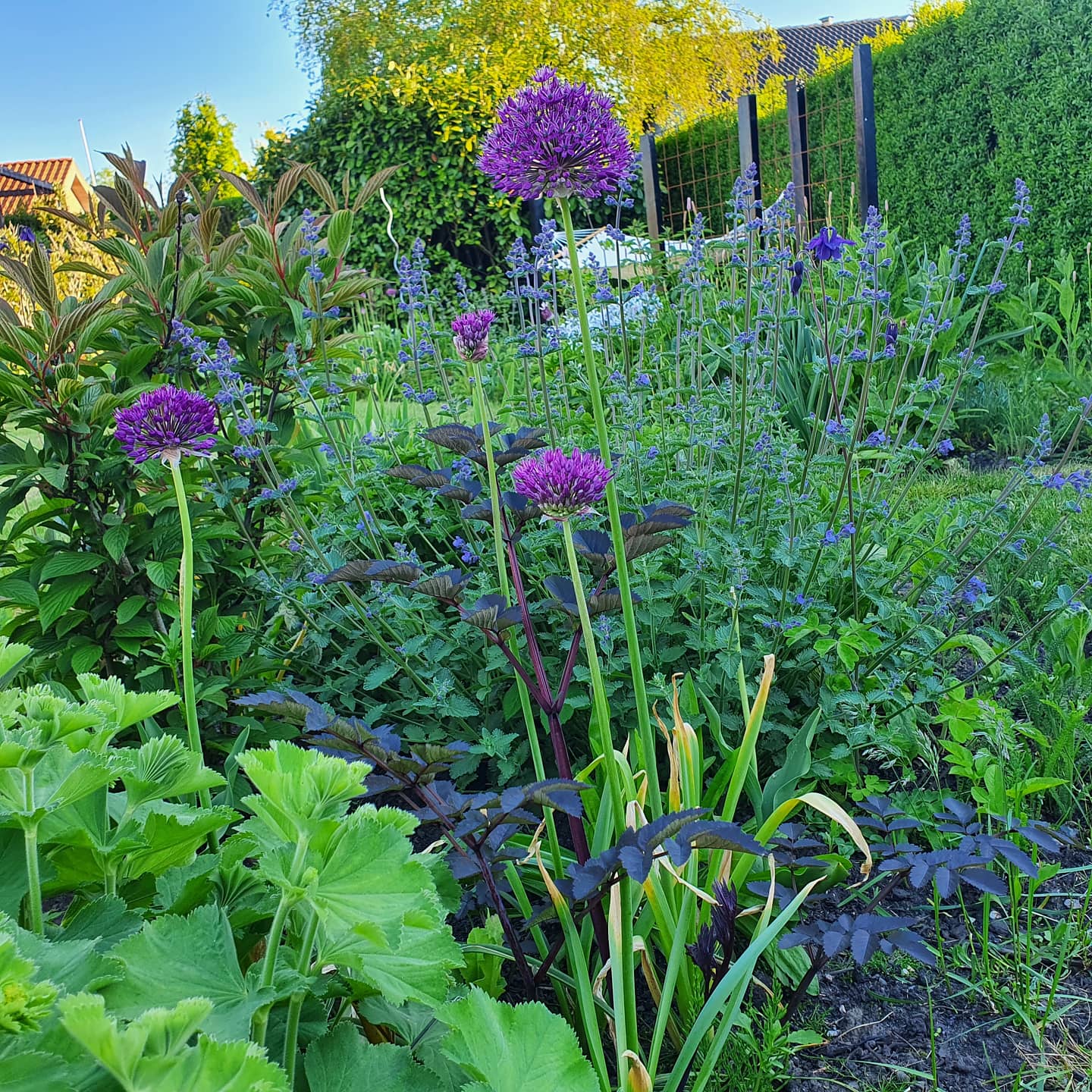 Staudebed med prydløg. Foto: Ukendt kilde