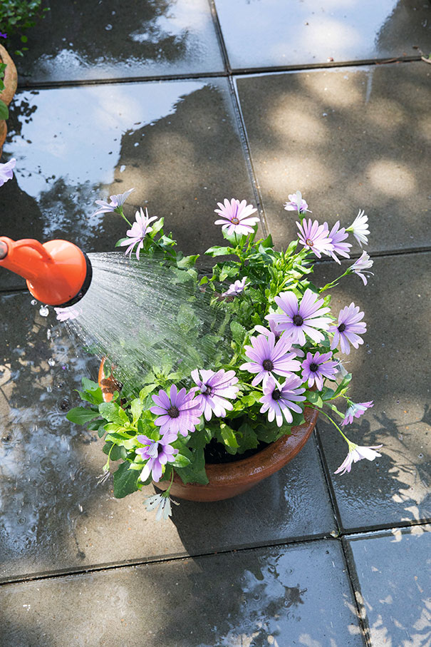 Krukker kræver hyppig vanding. Foto: Ann Malmgren