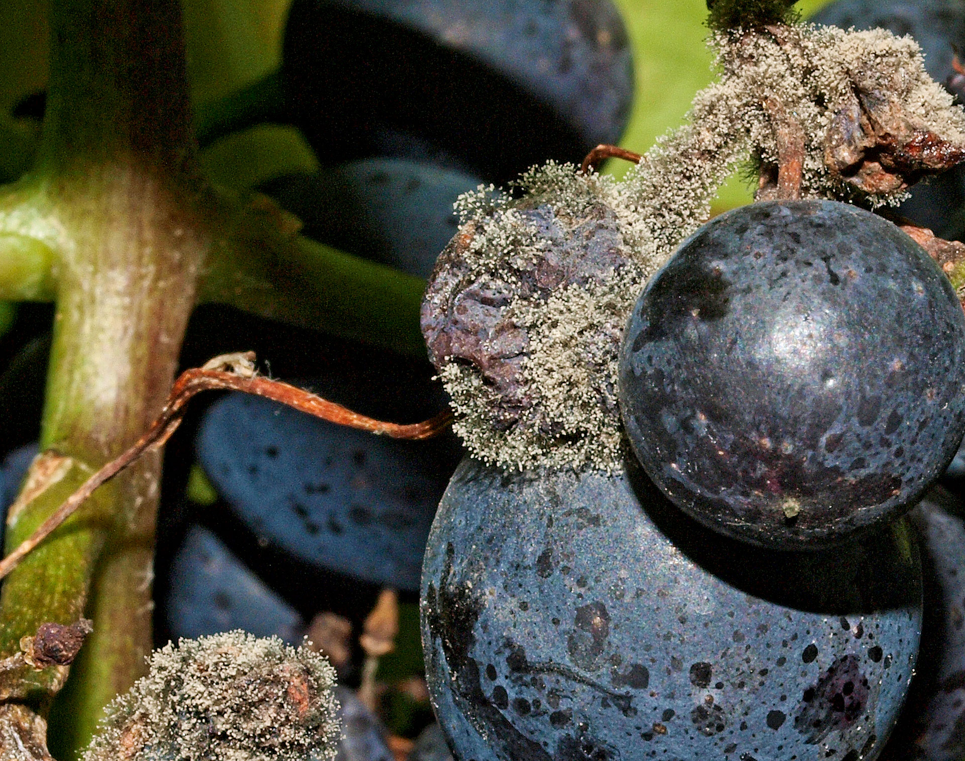 Gråskimmel på vin. Foto: Magnus Gammelgaard