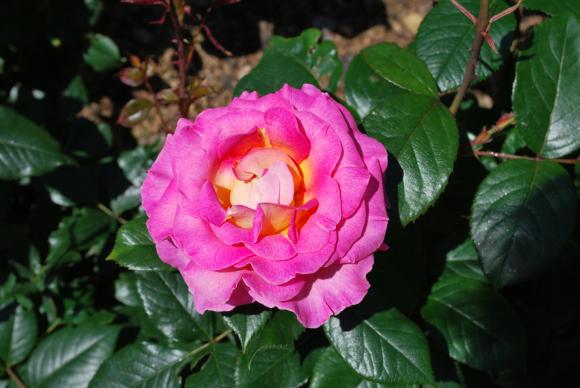 Èn af roserne i haven er 'Pink Paradise', som i juli stod med meget stærke farver.