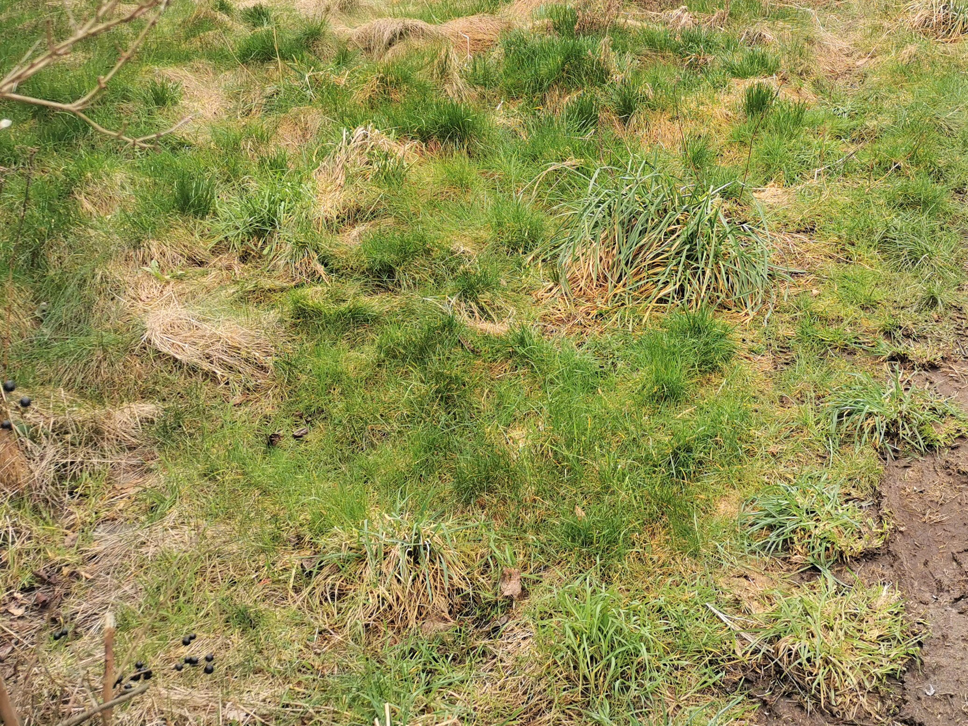 Langt græs uden blomster. Foto: Haveselskabet