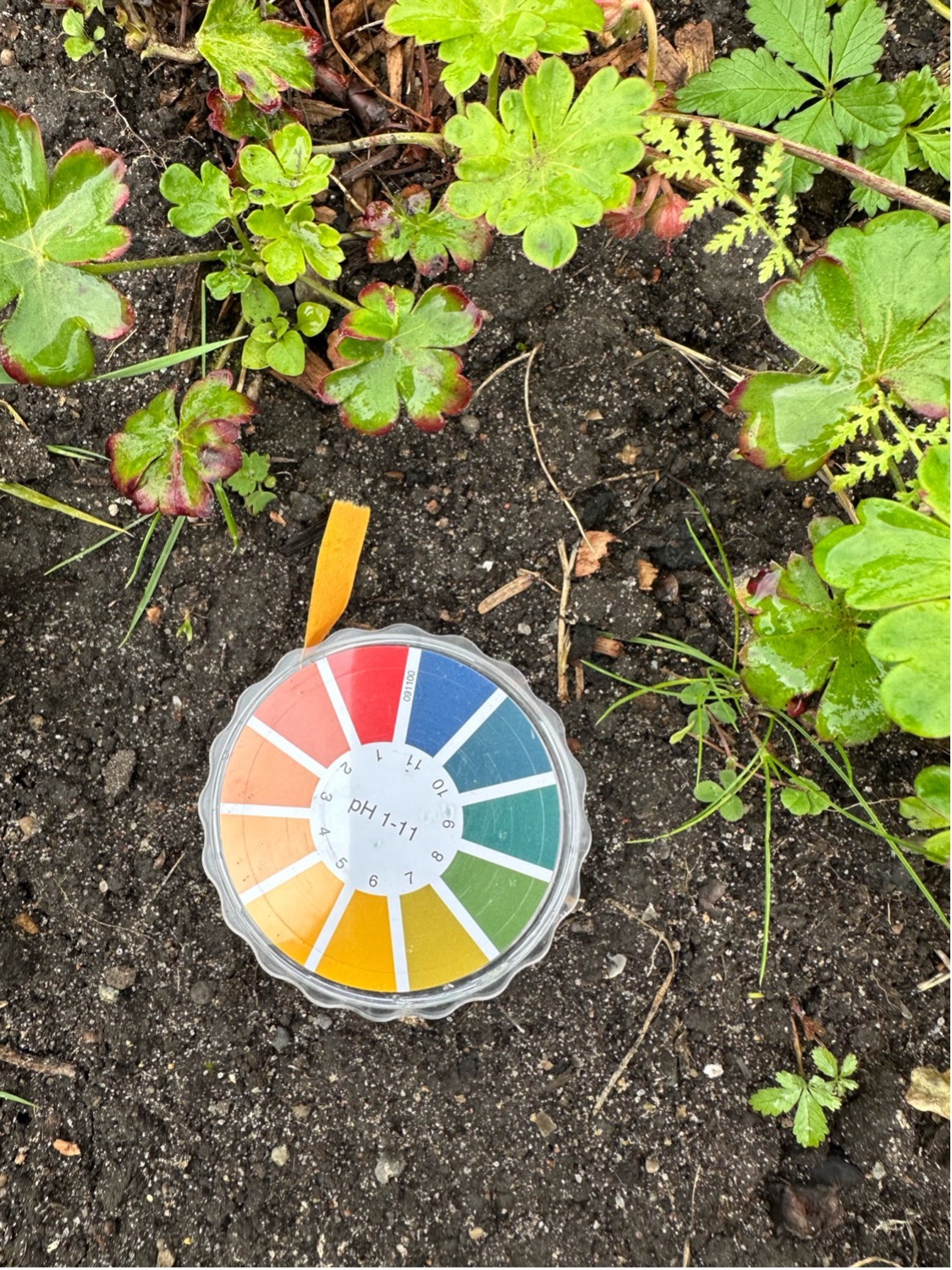 pH-indikatorpapir bruges til at måle jordens pH-værdi. Ligger tallet under syv, er jorden til den sure side, ligger det over syv er den mere basisk. Foto: Haveselskabet