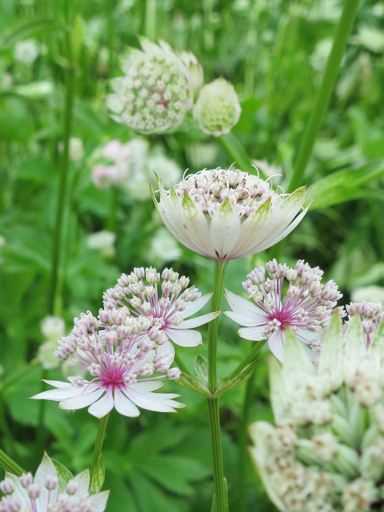 Stjerneskærm, Astrantia. Foto: Wikimedia