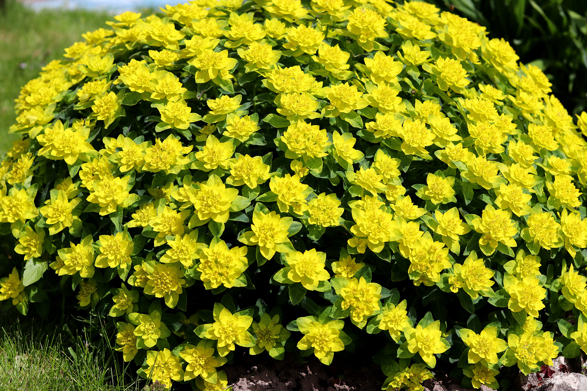 Forårsvortemælk, Euphorbia polycroma. Foto: Istock