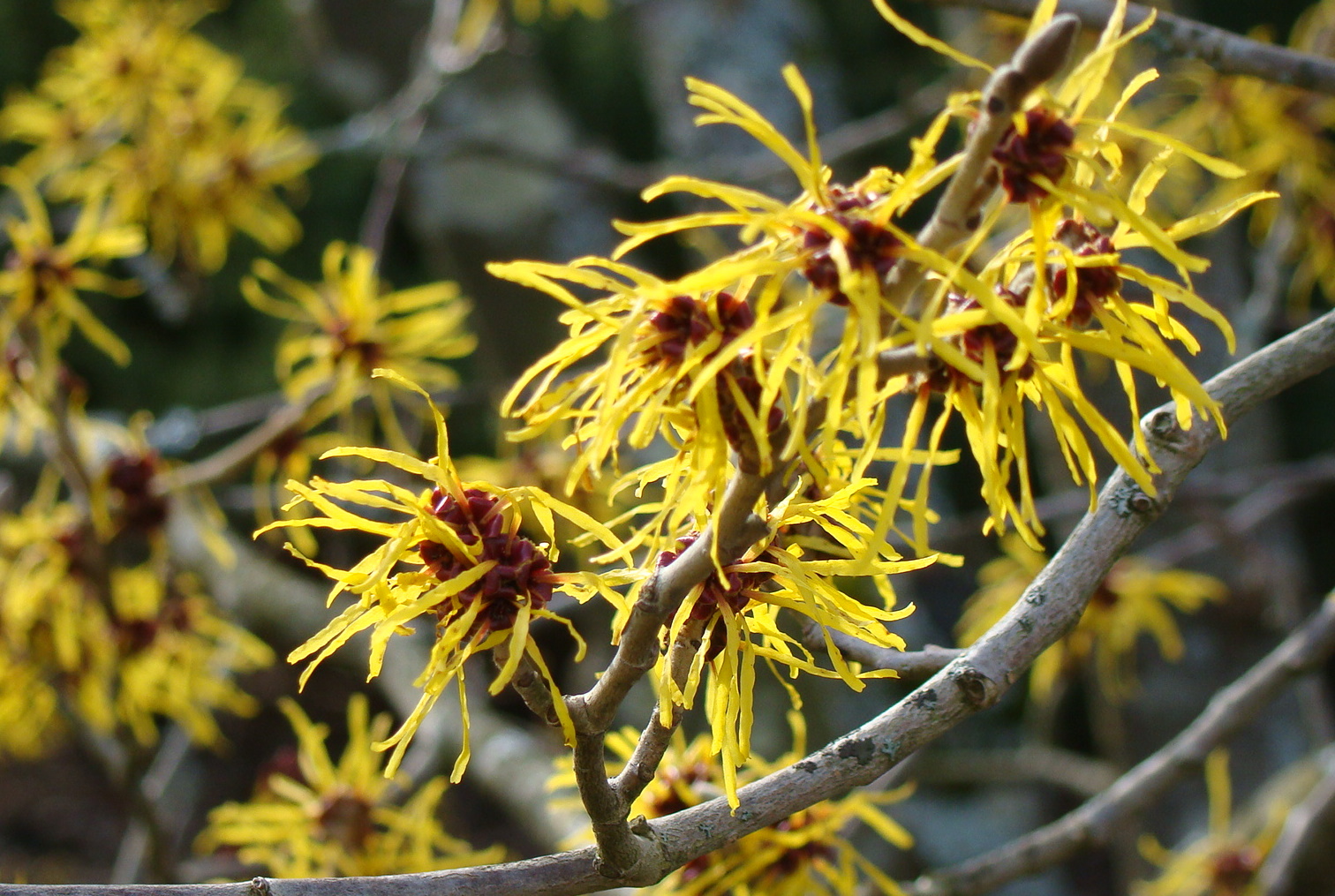 Troldnød, Hamamelis. Foto: Flickr