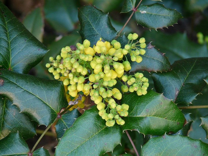 Mahonie, Mahonia aquifolium, er en blomstrende busk, der kan vokse nær husmuren. Foto: Pixabay/Hans