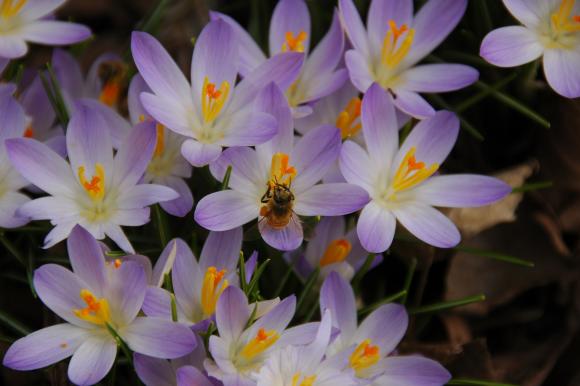 Den tidlige blomstring er til gavn for bierne, som også er ude en tidlig solrig forårsdag. - Fotograf: flickr
