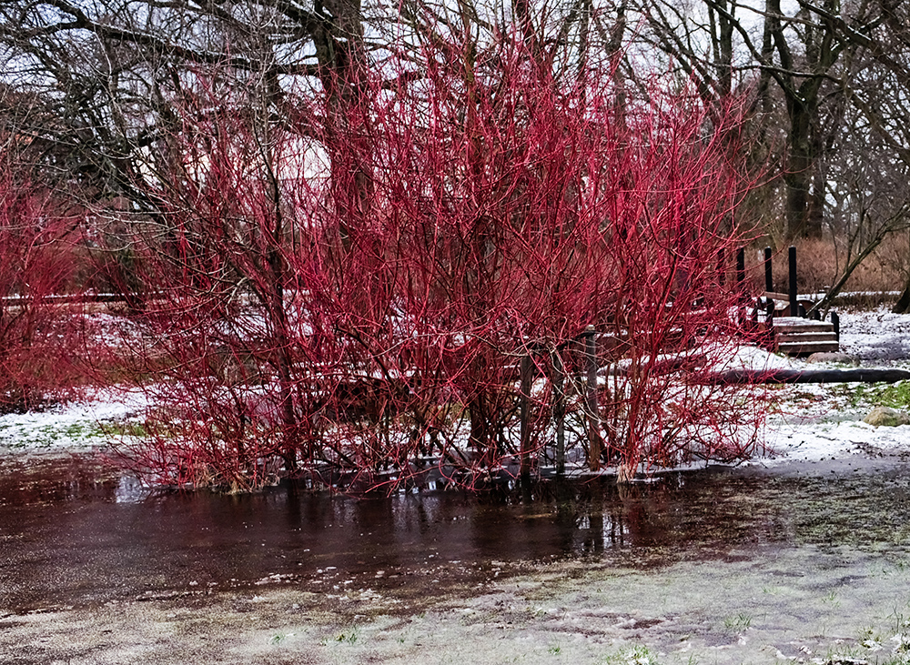 Hvid kornel, Cornus alba, tåler fint stå i vand i perioder af året. Foto: Flickr / Klaus Berdiin Jensen