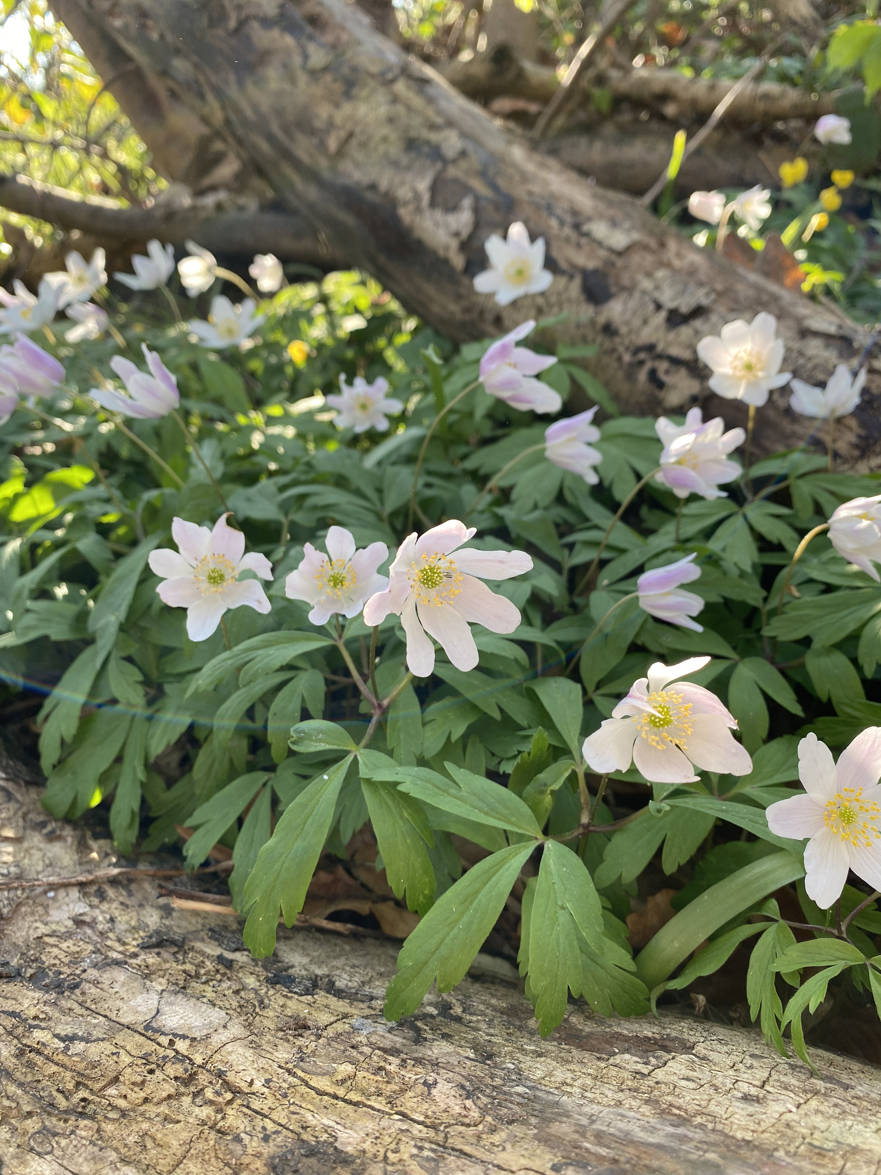 Hvid anemone. Foto: Haveselskabet