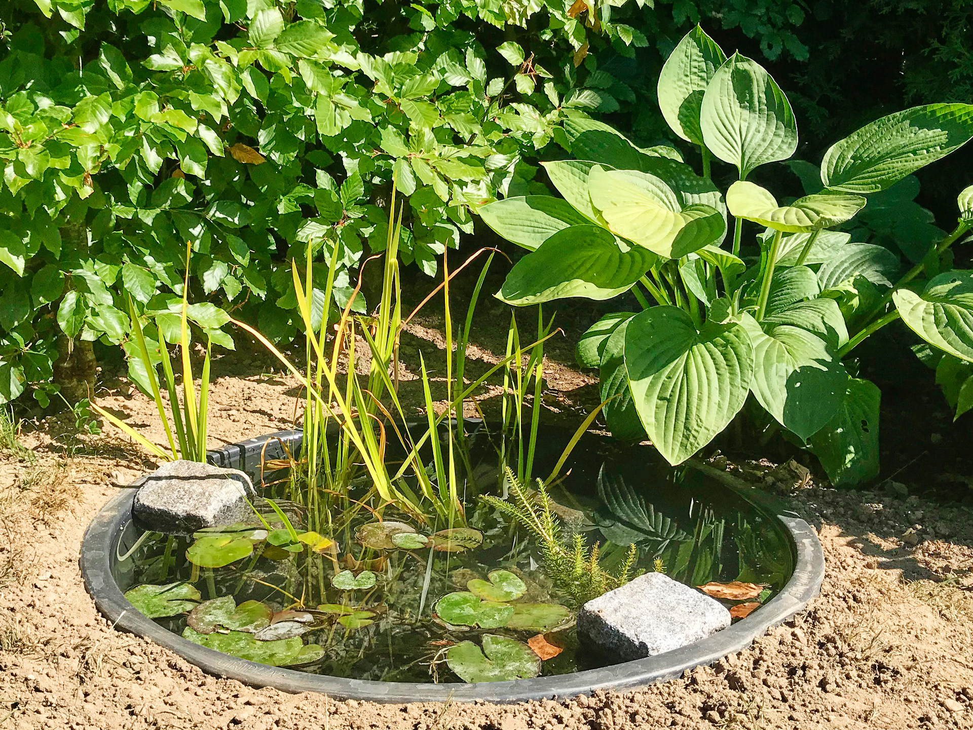 Se her, hvordan du kan lave en lille havedam i en murerbalje sammen med Haveselskabet. Foto: Haveselskabet