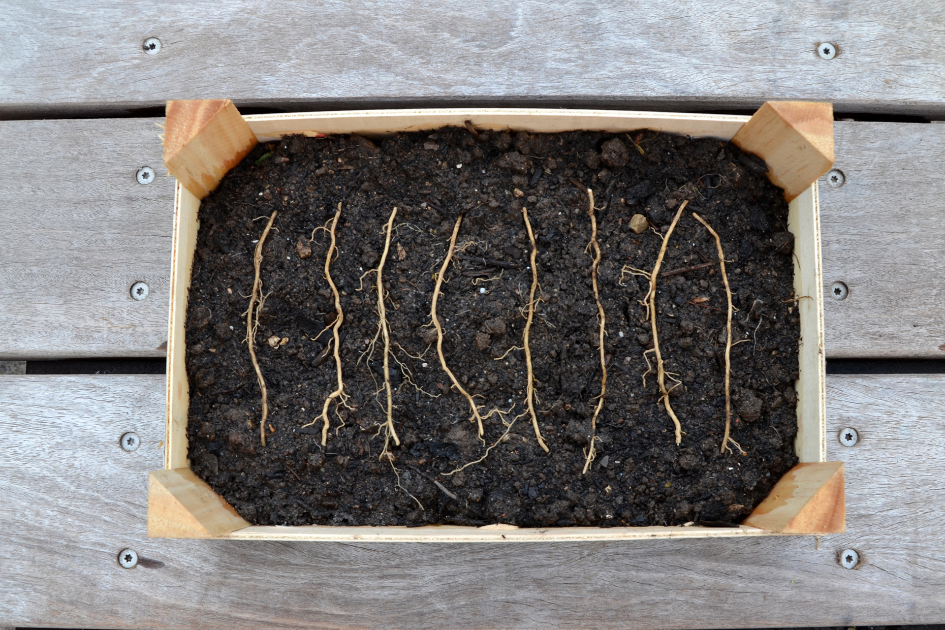 Trin 3. Læg stiklingerne i en bakke med pottemuld. Foto: Haveselskabet