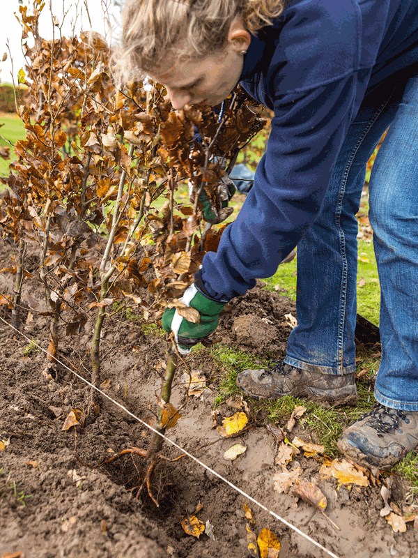 Trin 3. Plantning. Foto: Lene K