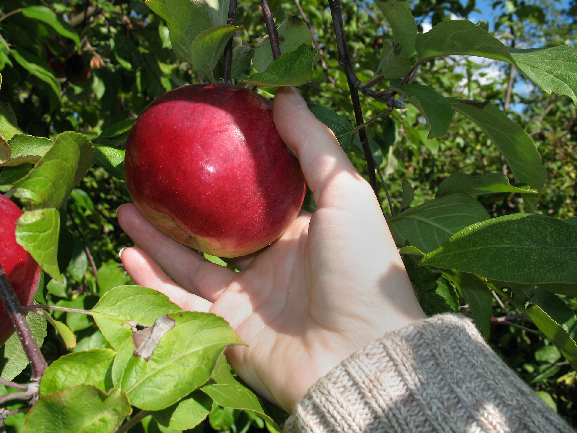 Pluk æbler forsigtigt. 