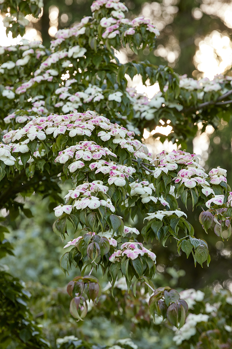 ‘Barmstedt’ har flødehvide svøbblade, men i solrige år, kan de svøbblade, der sidder i solen, få rødlige pletter eller streger. Det ses også hos andre hvide sorter af koreakornel, Cornus kousa. Foto: Mette Krull.