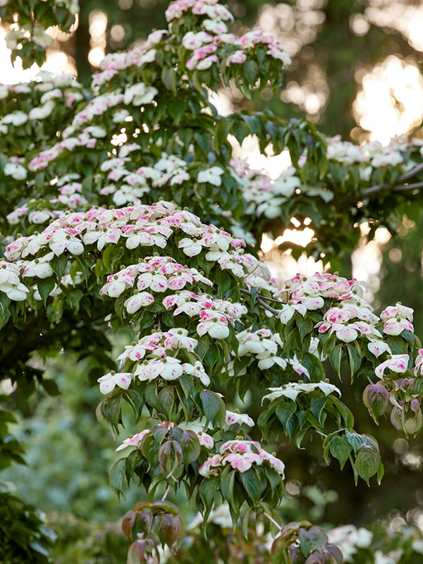 ‘Barmstedt’ har flødehvide svøbblade, men i solrige år, kan de svøbblade, der sidder i solen, få rødlige pletter eller streger. Det ses også hos andre hvide sorter af koreakornel, Cornus kousa. Foto: Mette Krull.