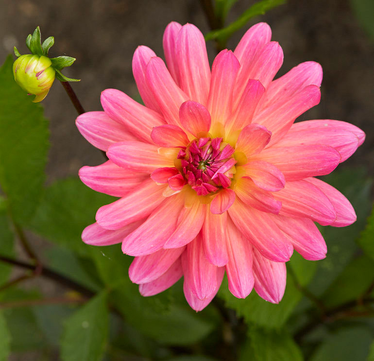 Georginen 'Karma Fuchsiana' er fuld af udstråling og smuk som en skyfri solnedgang. Foto: Kim Ahm