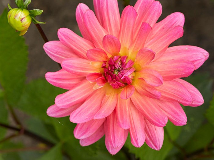 Georginen 'Karma Fuchsiana' er fuld af udstråling og smuk som en skyfri solnedgang. Foto: Kim Ahm