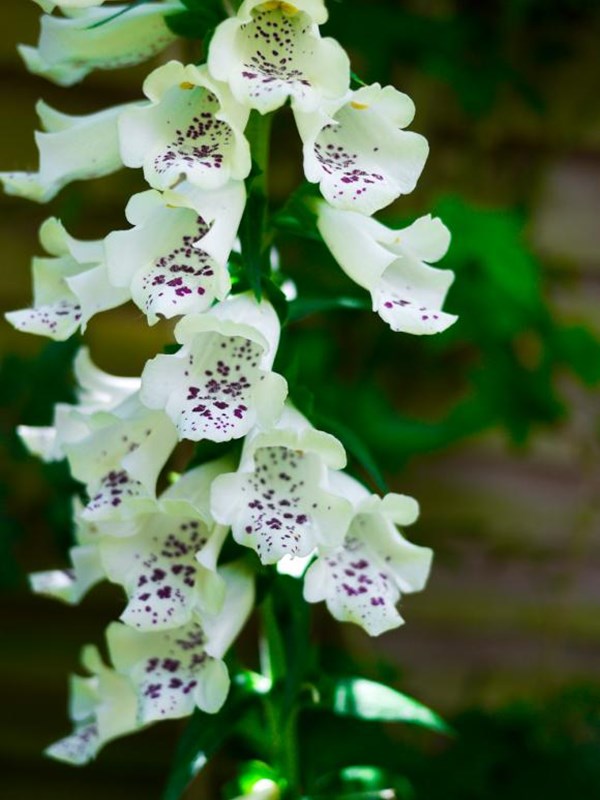 Fingerbøl, Digitalis 'Dalmatian White'. Foto: Jaypeg