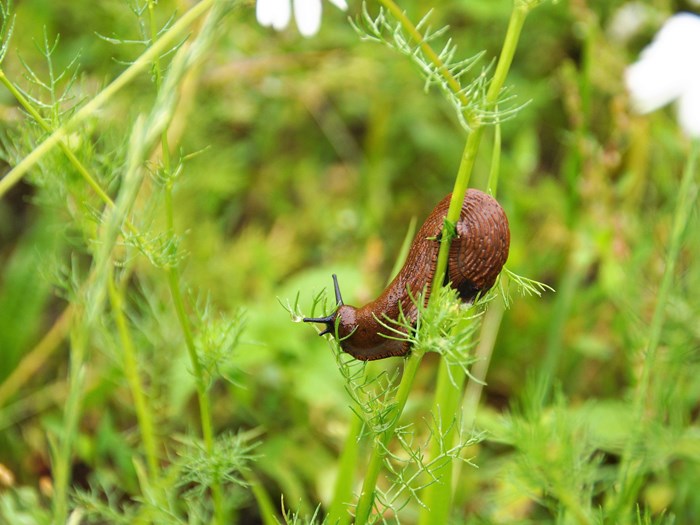 Ung dræbersnegl i plante