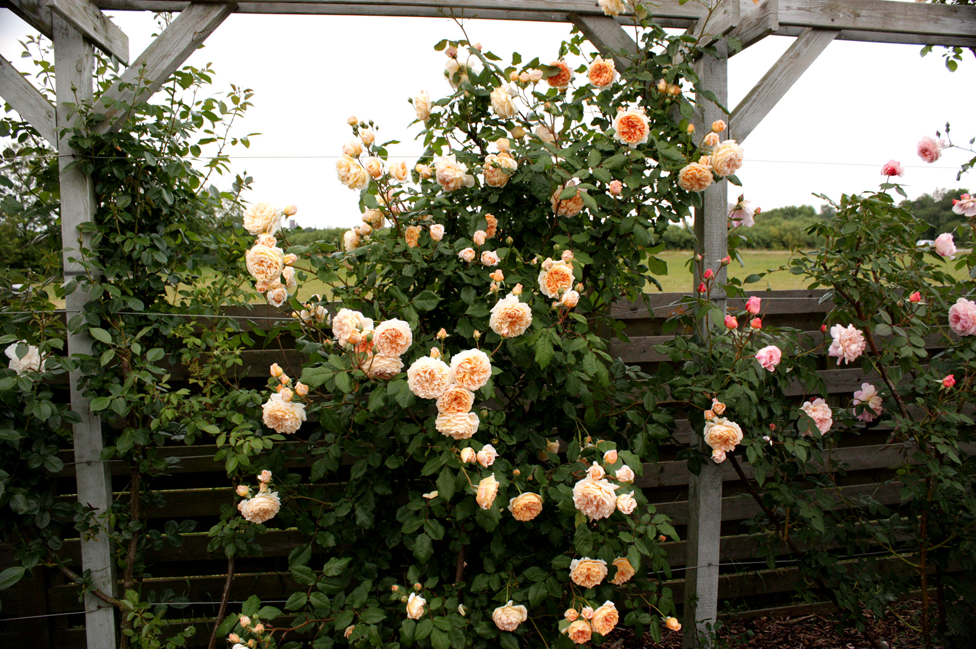 Rose 'Crown Princess Margareta'. Foto: Birthe og Ernst Jensen