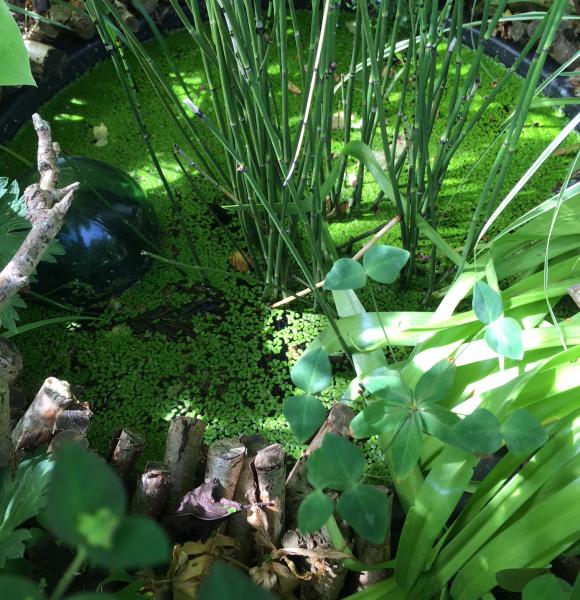 Planter i havedam af murerbalje. Foto: Helga Hald