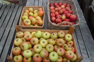 Æbler i kasser. Foto: Flickr/Quisnovus