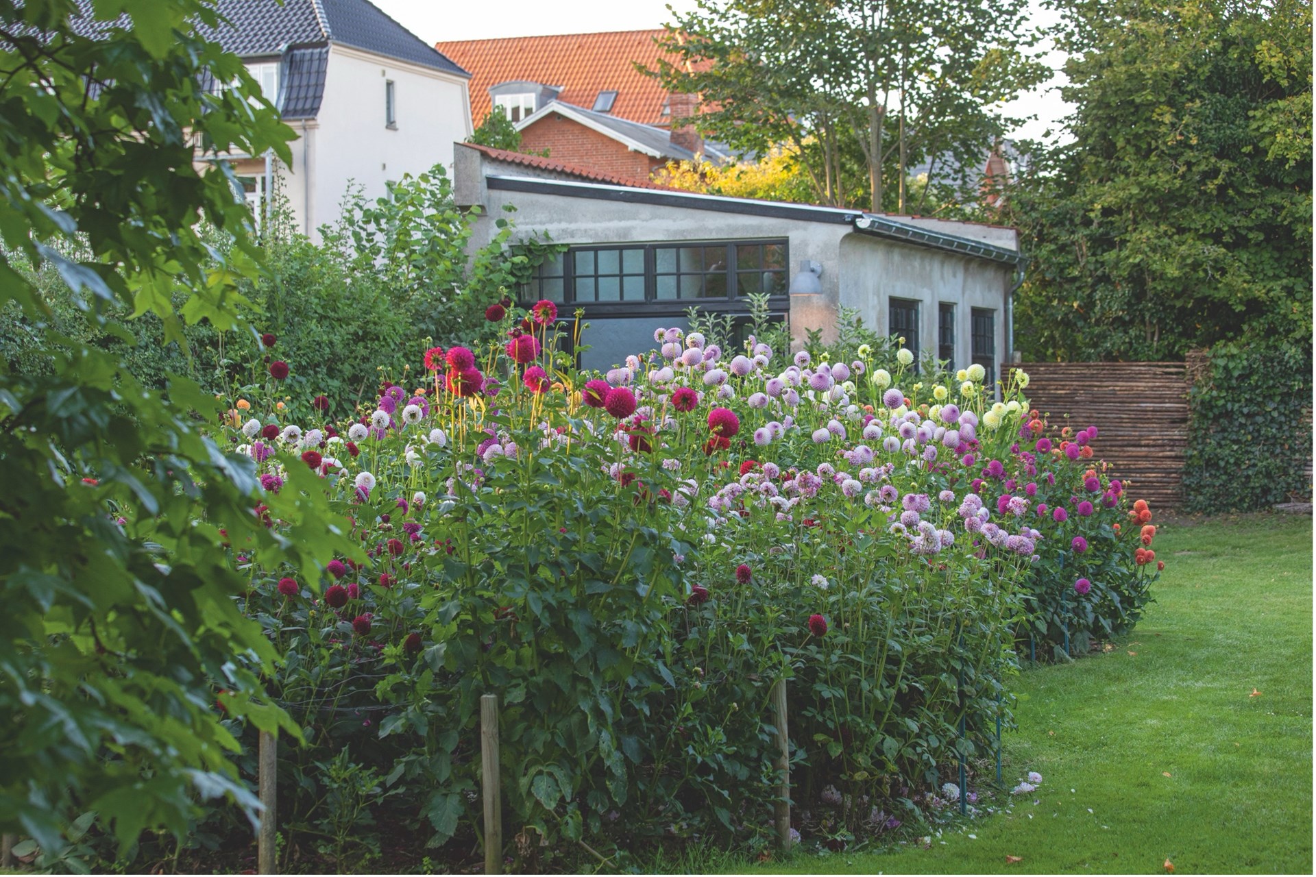 Peter Ehlert Nielsens have byder på over 500 georginer. Foto: Mette Krull