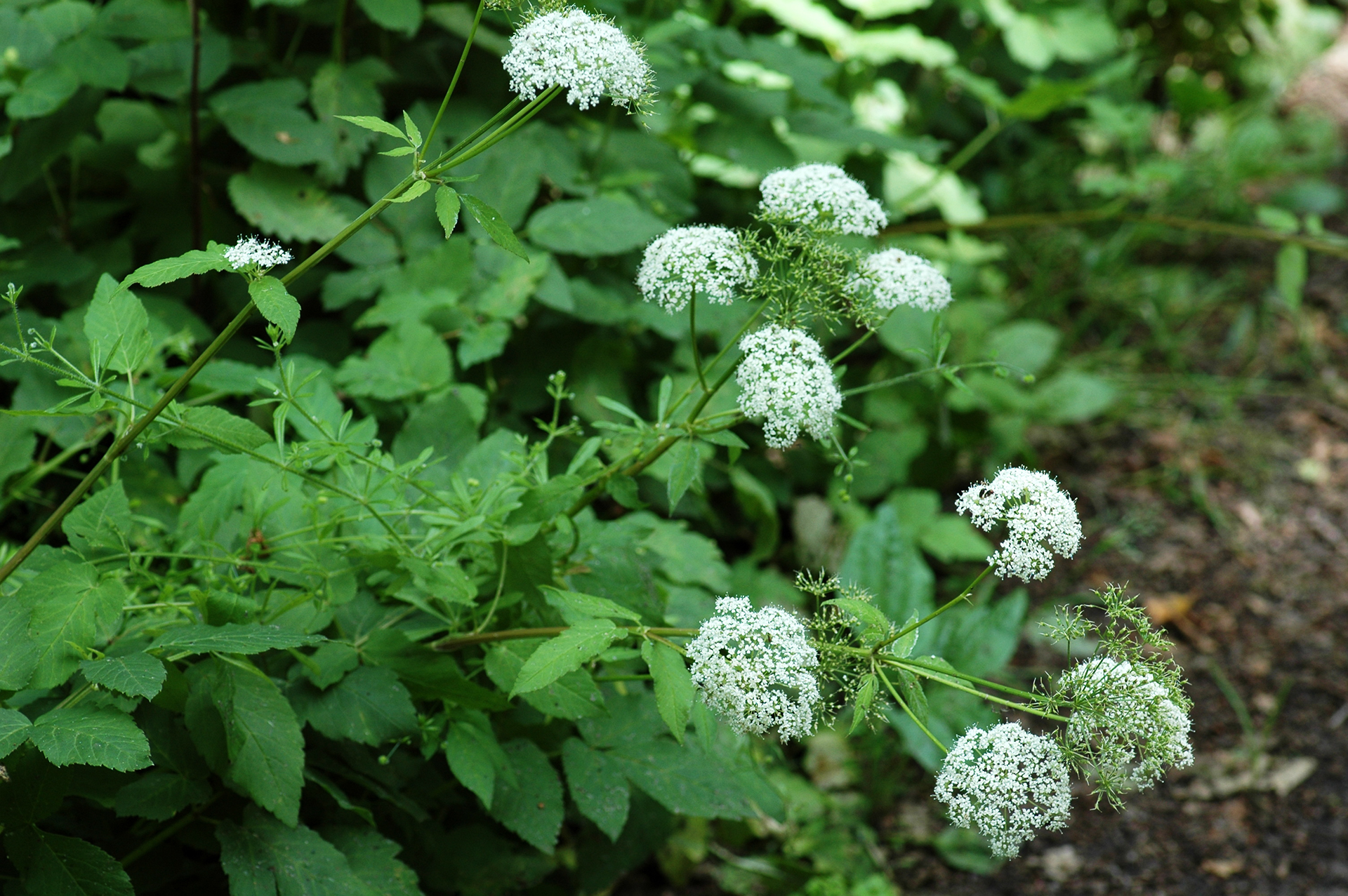 Skvalderkål  i blomst. Foto: Flickr/Bas Kers