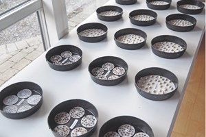 Frø af bønne, pak-choi og morgenfrue er  lagt i skåle på vatrondeller eller trækpapir. Foto: Magnus Gammelgaard Nielsen, Plantedoktor og gartneritekniker 