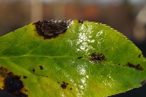 Svampesygdommen julerosesortplet (Microsphaeropsis hellebori) er meget almindelig og kan måske forveksles med Hellebora Black Death, men giver ikke de typiske nekroser langs bladnerverne. Foto: Magnus Gammelgaard.